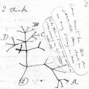 Darwins_first_tree