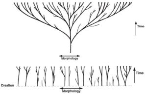 Morphology