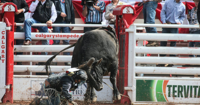 Calgary Stampede Bull Rider